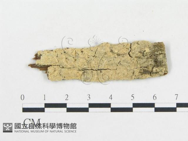 登錄號:F0006695藏品圖，第1張