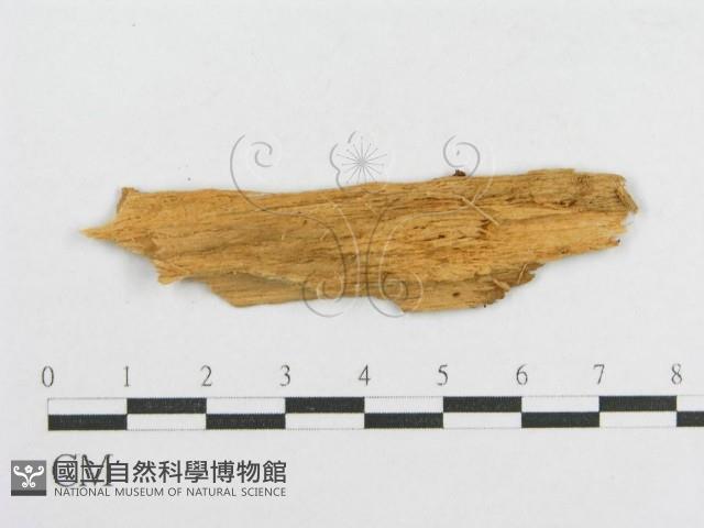 登錄號:F0016695藏品圖，第1張