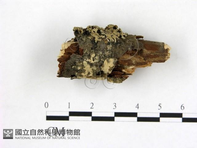 登錄號:F0021695藏品圖，第1張