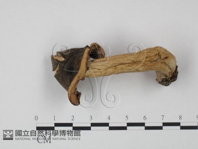 登錄號:F0001695藏品圖，第1張