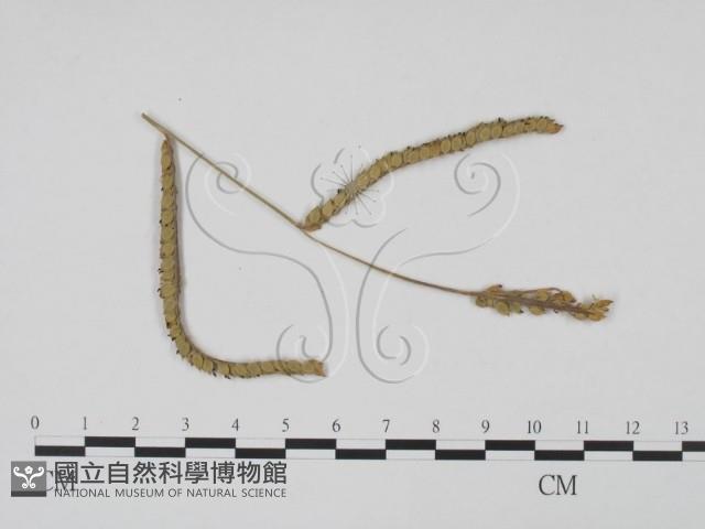 登錄號:F0011695藏品圖，第1張