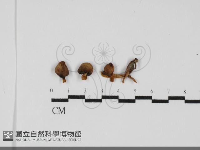 登錄號:F0031695藏品圖，第1張