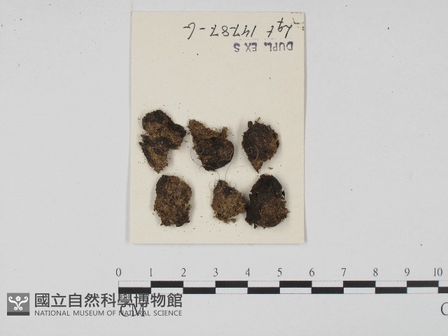 登錄號:F0004695藏品圖，第1張