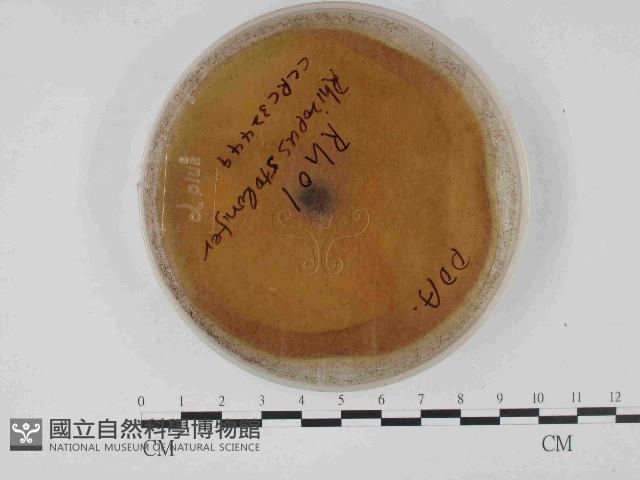 登錄號:F0014695藏品圖，第1張