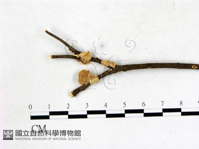 登錄號:F0022695藏品圖，第1張