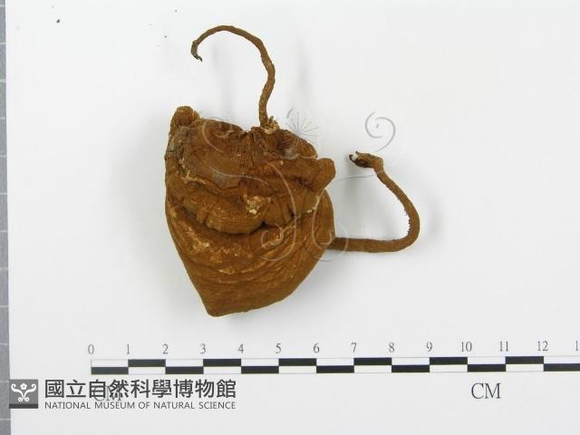 登錄號:F0002695藏品圖，第1張