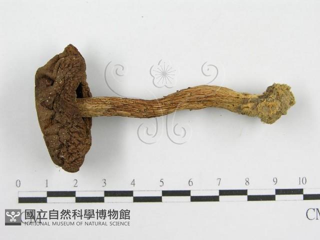 登錄號:F0012695藏品圖，第1張