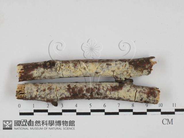 登錄號:F0027695藏品圖，第1張