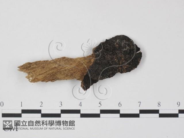 登錄號:F0007695藏品圖，第1張