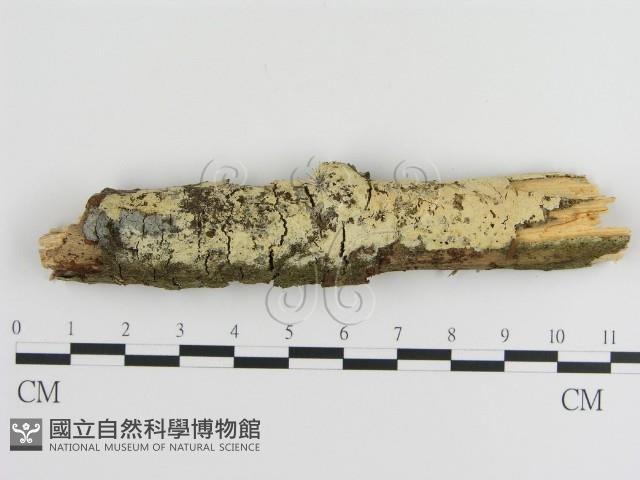 絲齒菌屬藏品圖，第1張