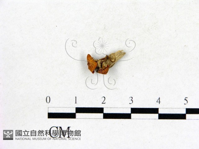 登錄號:F0009695藏品圖，第1張