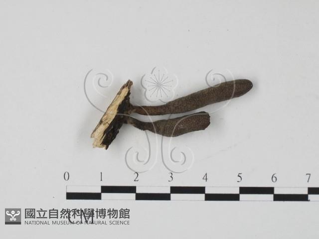 登錄號:F0019695藏品圖，第1張