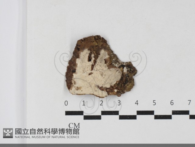 筍殼菌屬藏品圖，第1張