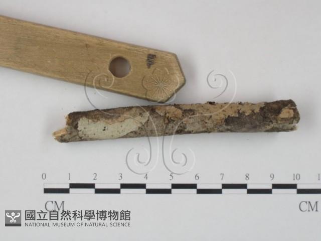 登錄號:F0010495藏品圖，第1張