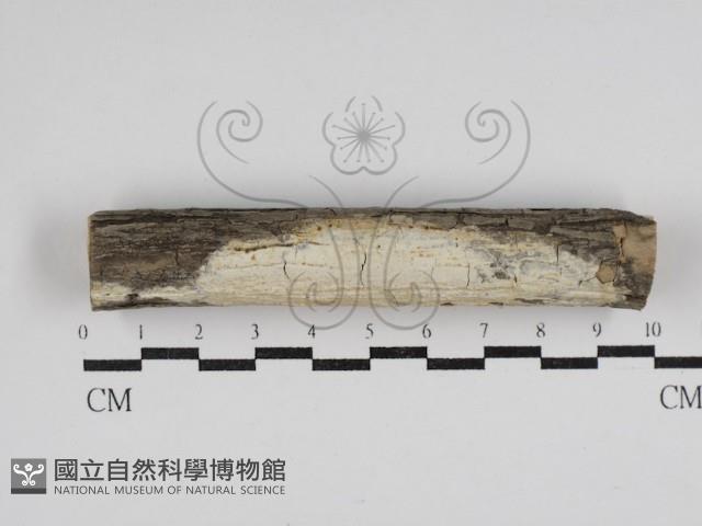 登錄號:F0030495藏品圖，第1張