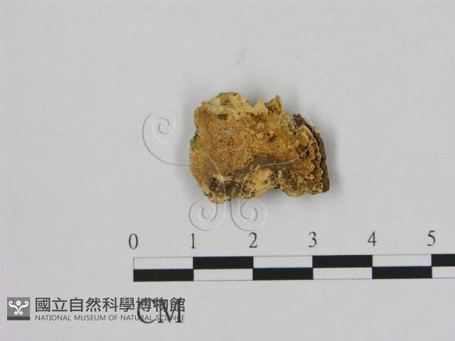 登錄號:F0006495藏品圖，第1張