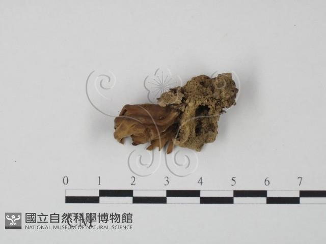 登錄號:F0016495藏品圖，第1張