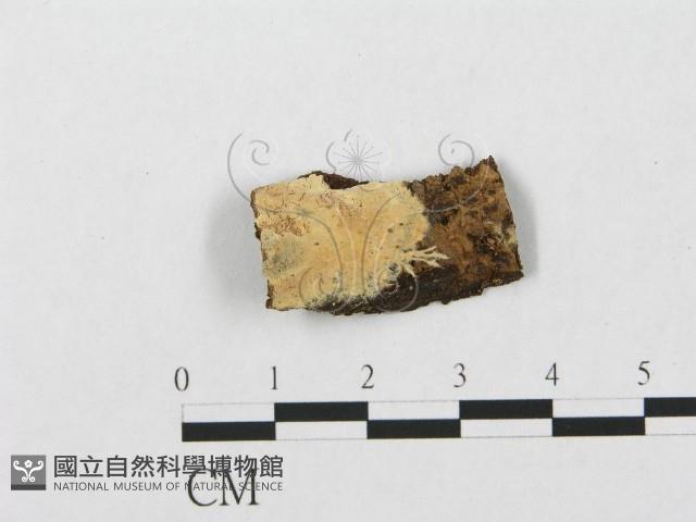 登錄號:F0004495藏品圖，第1張