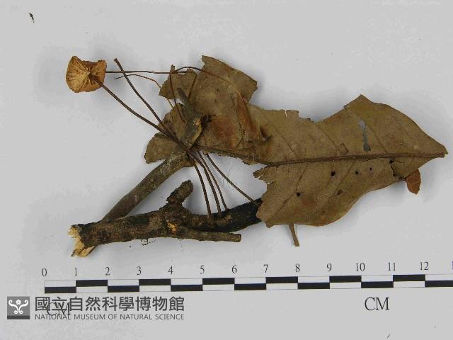 小皮傘屬藏品圖，第1張