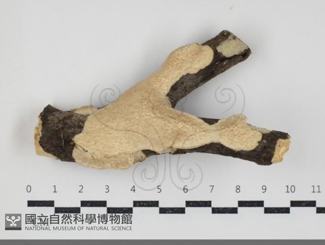 登錄號:F0034495藏品圖，第1張