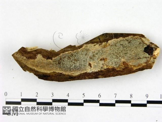 登錄號:F0022495藏品圖，第1張