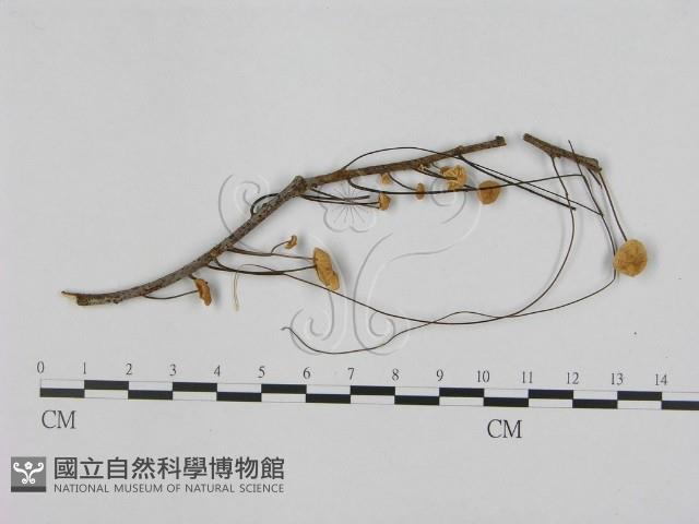 登錄號:F0012495藏品圖，第1張