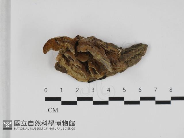 登錄號:F0032495藏品圖，第1張