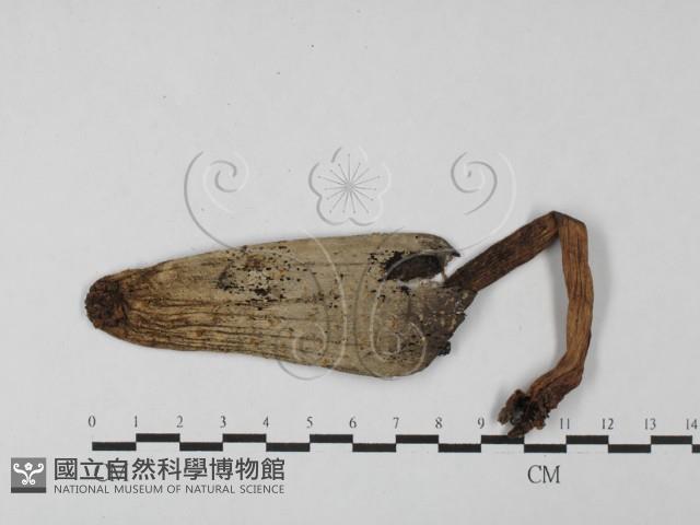 登錄號:F0027495藏品圖，第1張