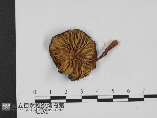 登錄號:F0007495藏品圖，第1張