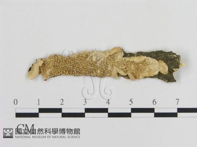 登錄號:F0017495藏品圖，第1張