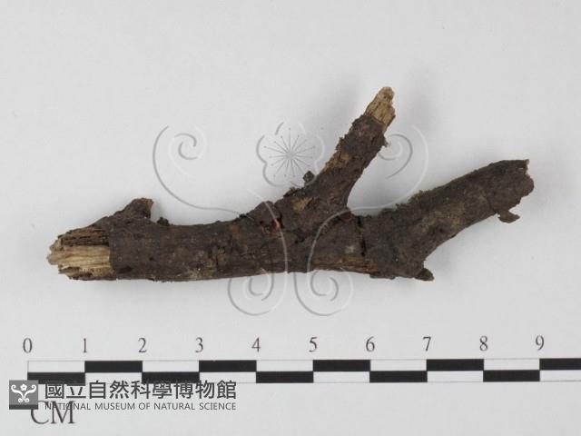 登錄號:F0025495藏品圖，第1張