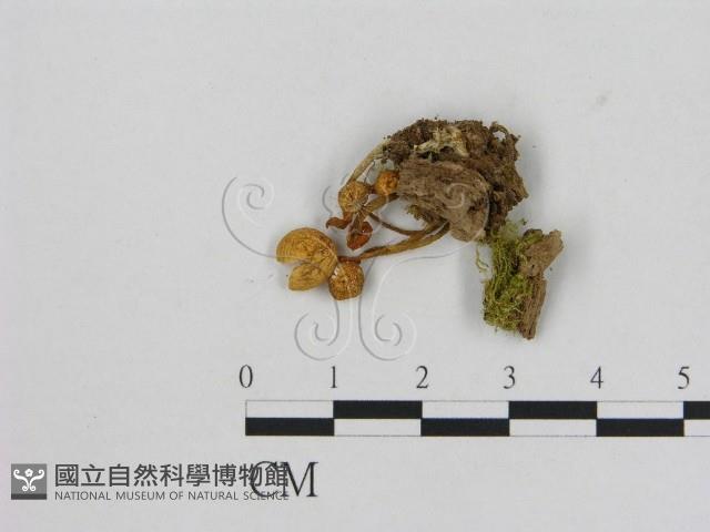 小菇屬藏品圖，第1張