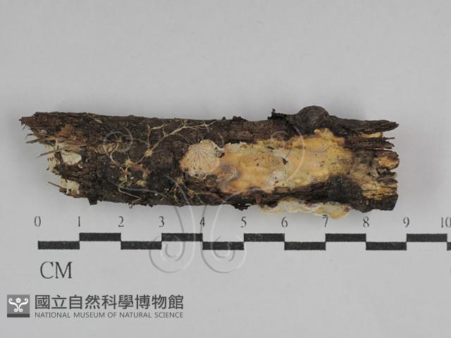 骨皮菌屬藏品圖，第1張