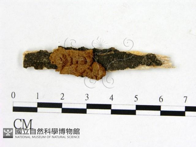 登錄號:F0009495藏品圖，第1張