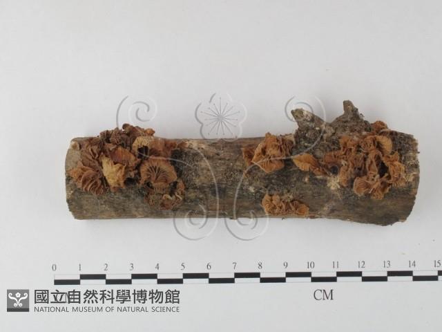 登錄號:F0023495藏品圖，第1張