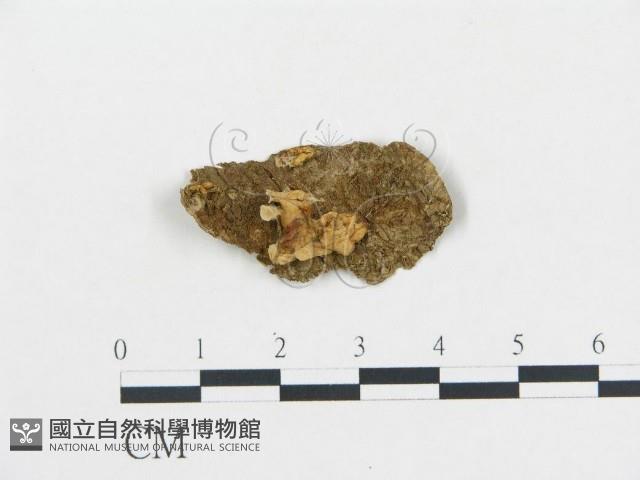 登錄號:F0013495藏品圖，第1張