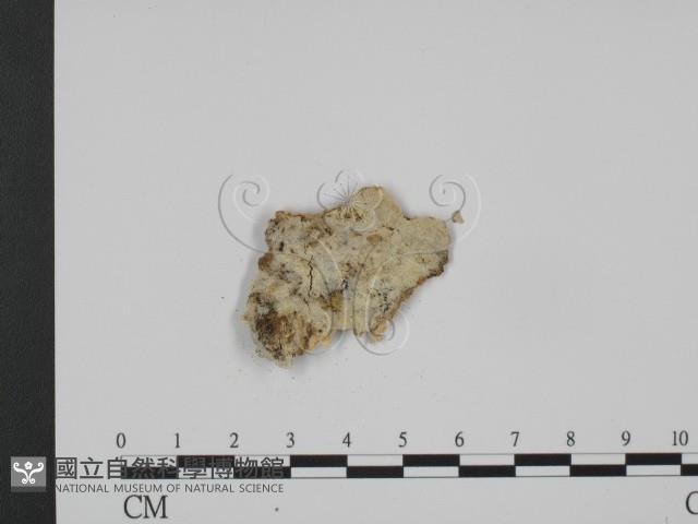 登錄號:F0008795藏品圖，第1張