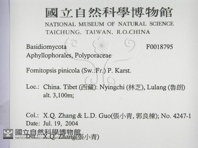 松生擬層孔菌藏品圖，第3張