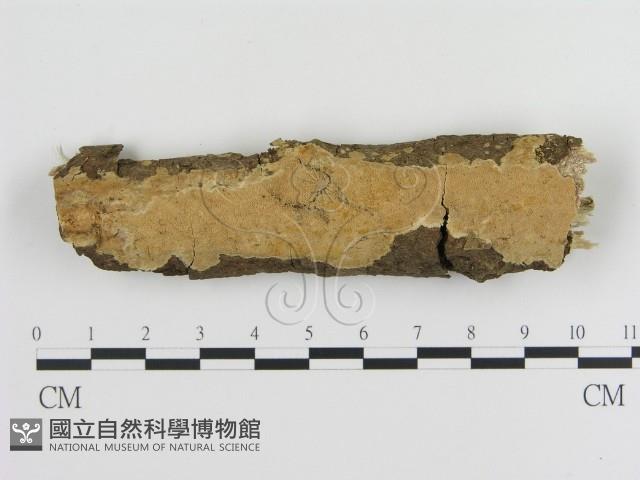 絲齒菌屬藏品圖，第1張