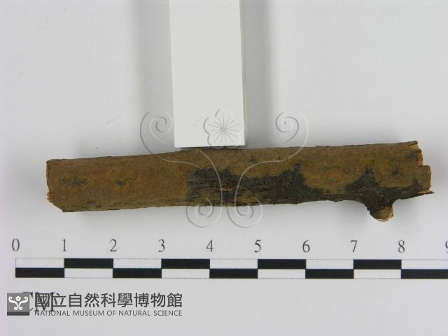 刺革菌屬藏品圖，第1張