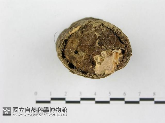 登錄號:F0010795藏品圖，第1張