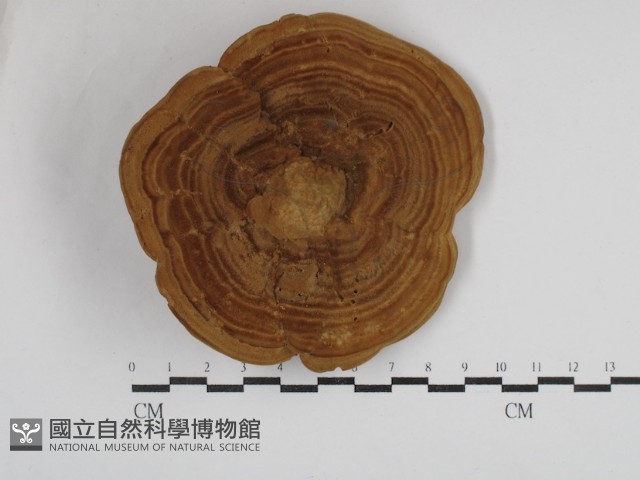 登錄號:F0030795藏品圖，第1張