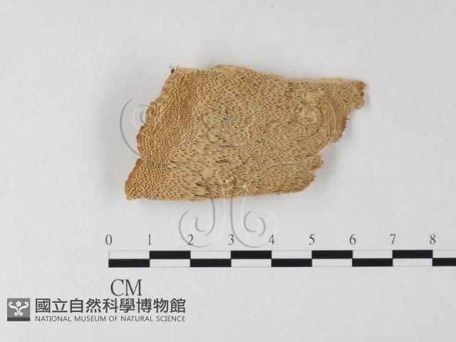 登錄號:F0006795藏品圖，第1張