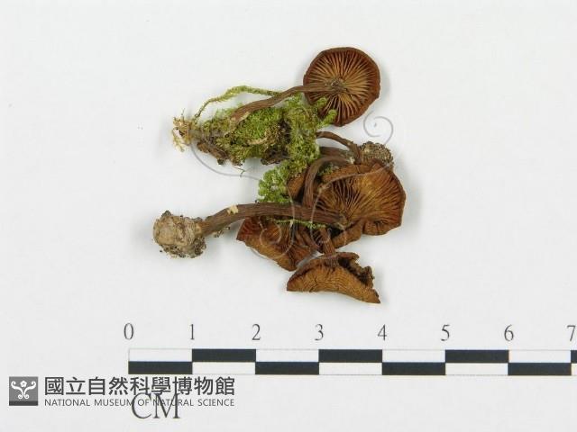 杯傘屬藏品圖，第1張