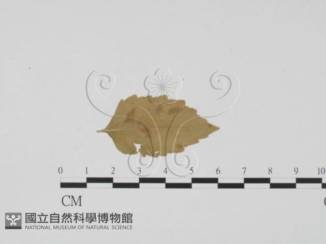 登錄號:F0011795藏品圖，第1張