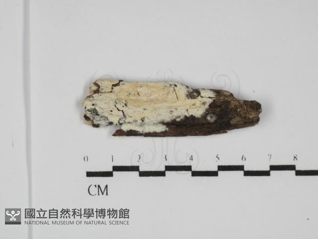 登錄號:F0031795藏品圖，第1張