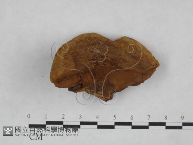 桑黃藏品圖，第1張