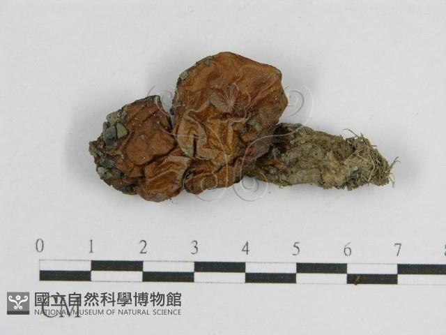 登錄號:F0004795藏品圖，第1張