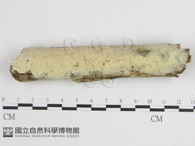 樹狀皮革菌屬藏品圖，第1張