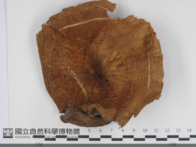 Accession Number:F0034795 Collection Image, Figure 1, Total 3 Figures